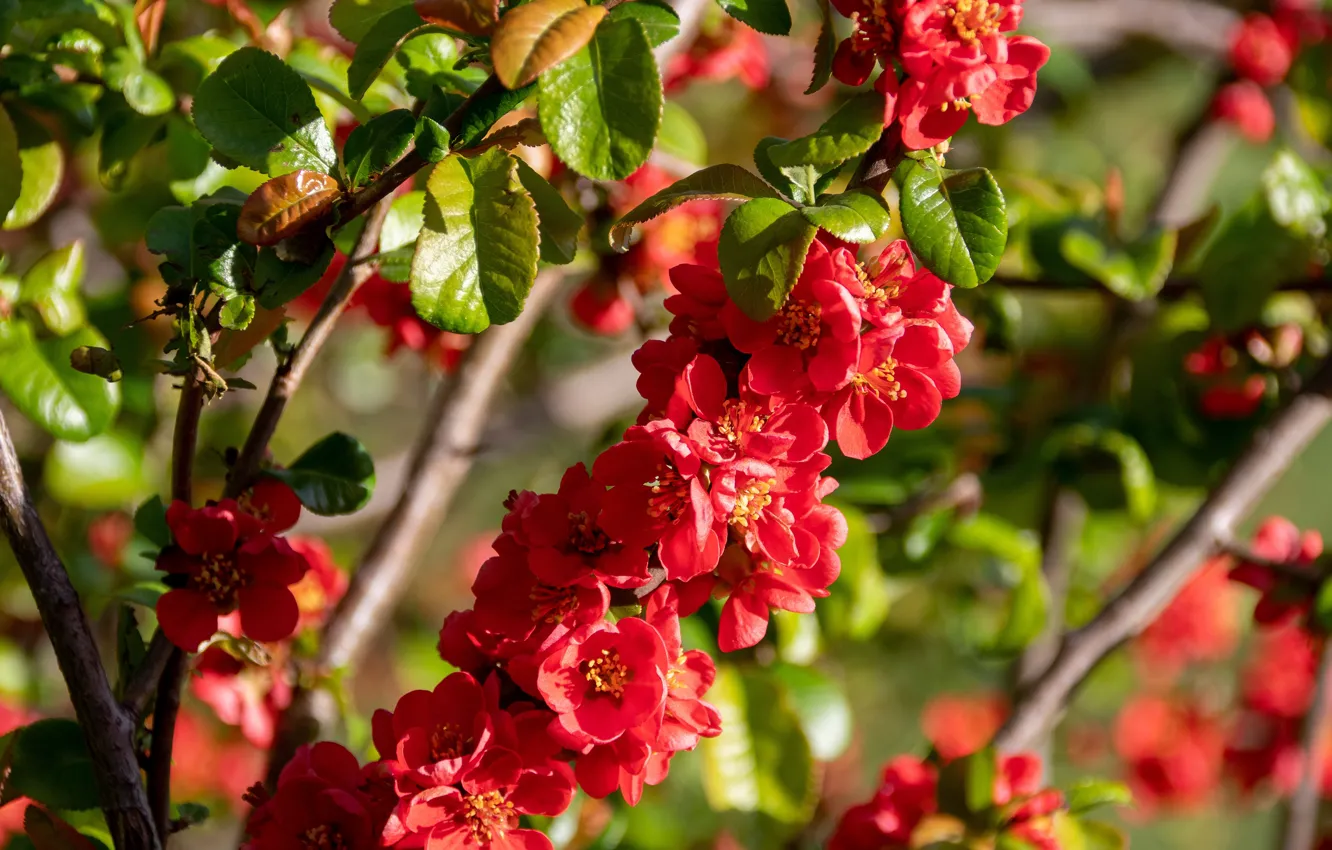 Photo wallpaper flowers, branch, spring, red, flowering, quince