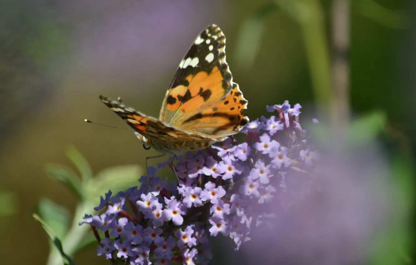 Photo wallpaper purple, flowers, orange, nature, butterfly, fauna, flora, beautiful nature