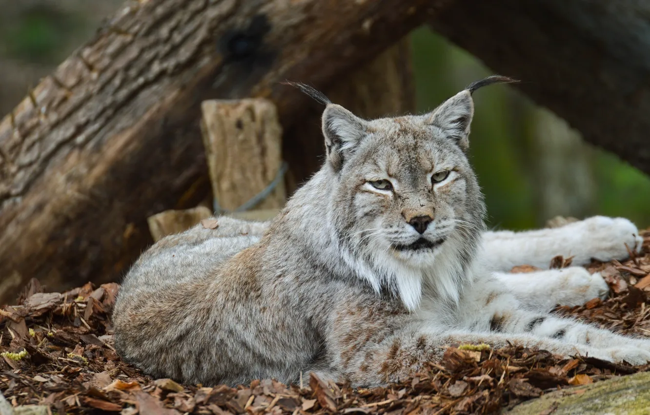 Photo wallpaper face, stay, predator, lies, ears, lynx, wild cat, zoo