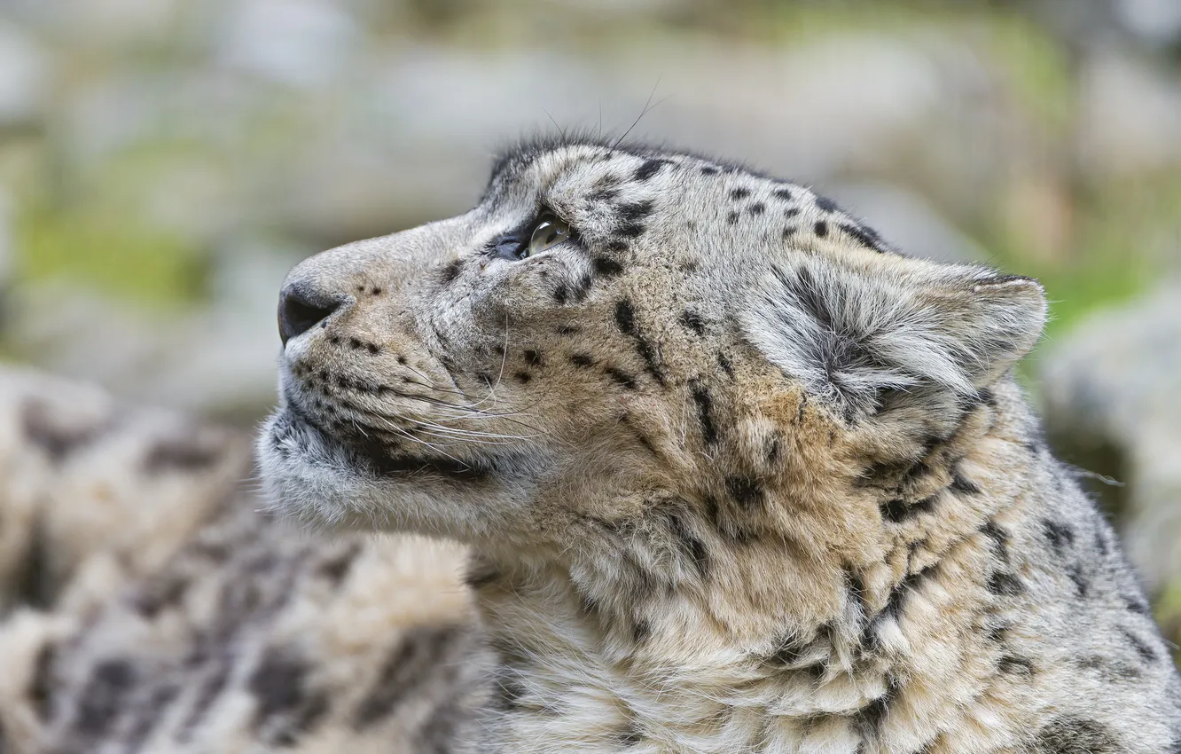 Photo wallpaper cat, face, IRBIS, snow leopard, ©Tambako The Jaguar