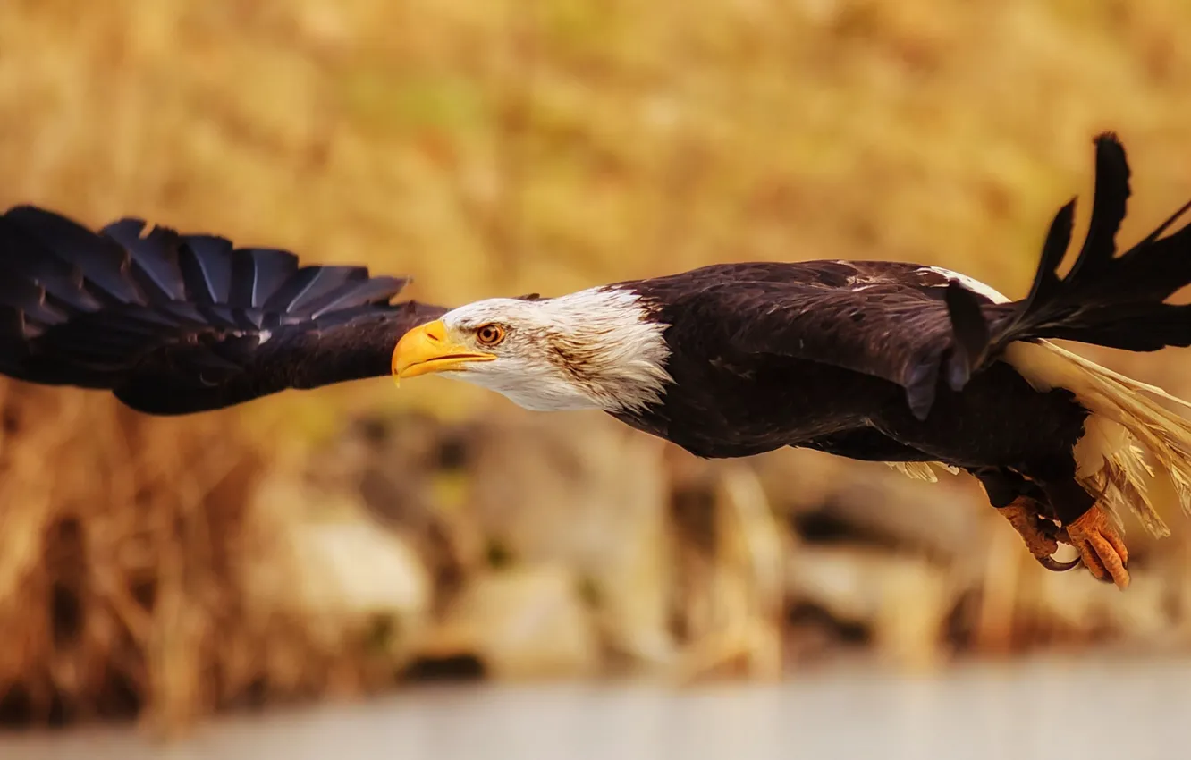 Photo wallpaper flight, bird, wings, predator, bald eagle