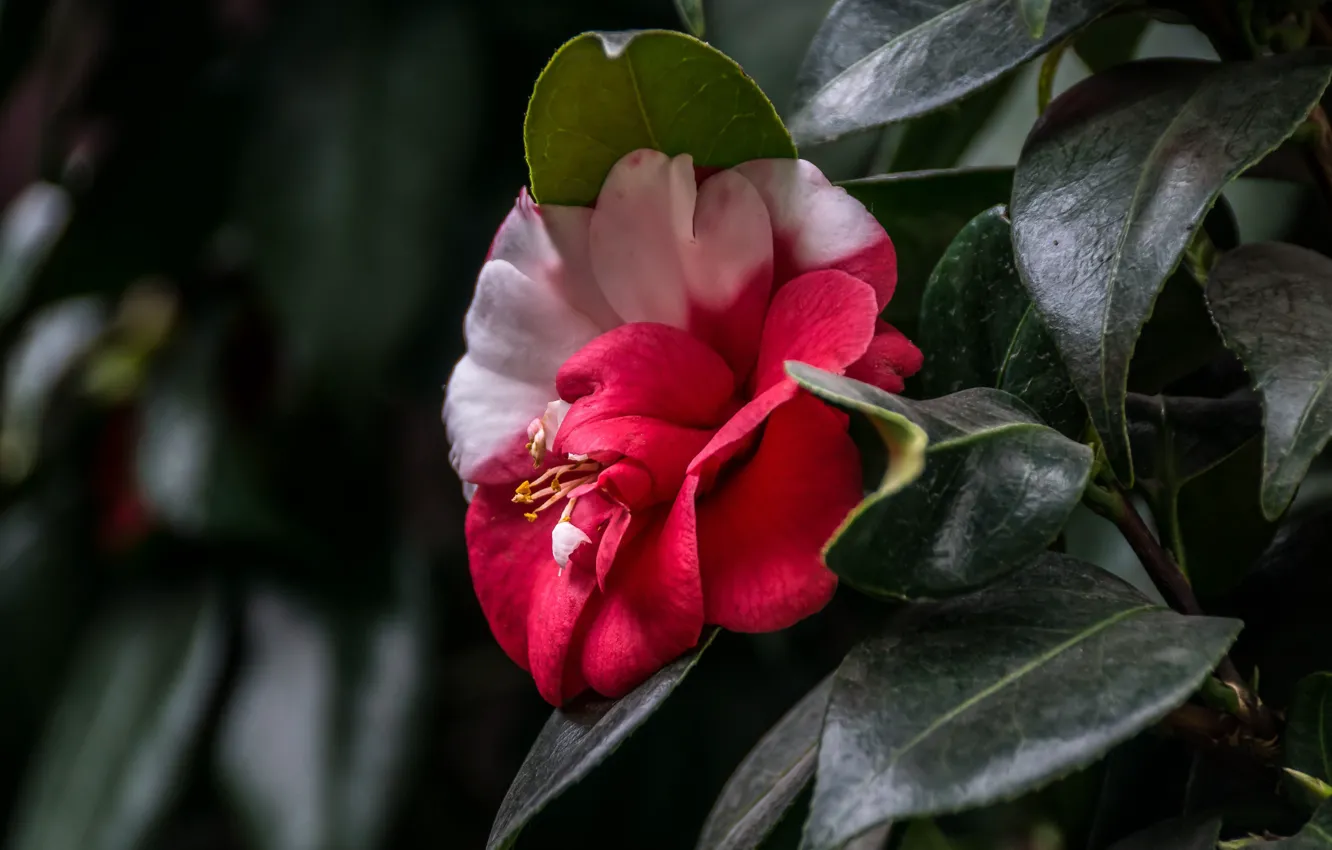 Photo wallpaper flowers, Singapore, Gardens By the Bay, Camellia, Botanical garden
