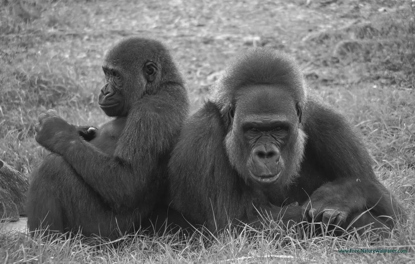 Photo wallpaper animal, gorilla, wildlife, gorilla wallpaper