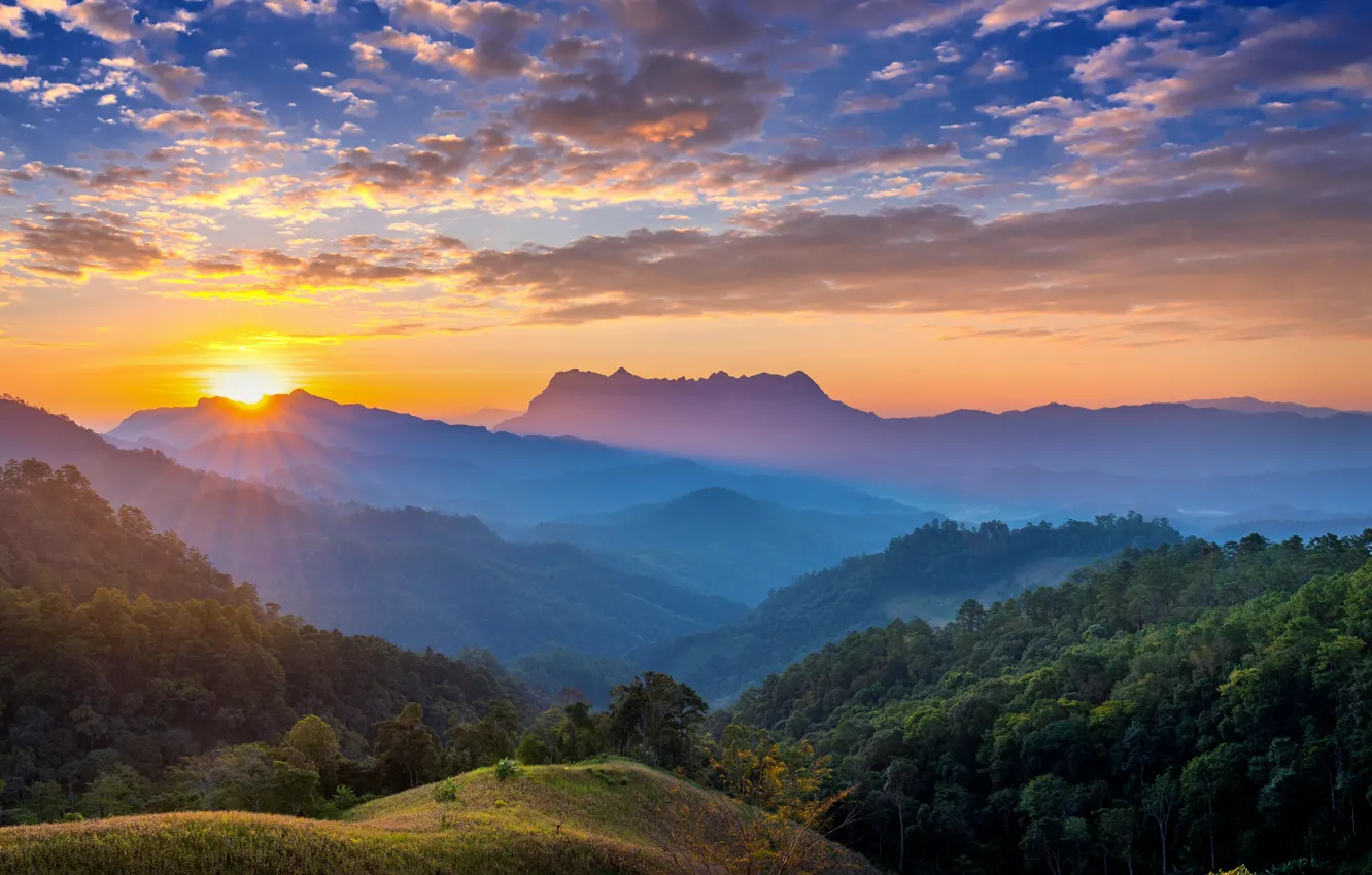 Photo wallpaper forest, mountains, fog, dawn, view, haze