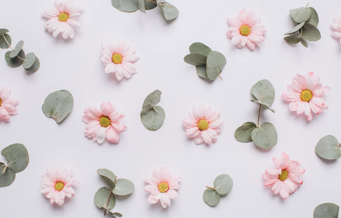 Photo wallpaper leaves, flowers, pink, chrysanthemum