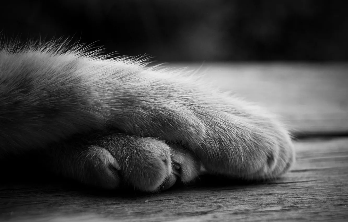 Photo wallpaper cat, paws, lies