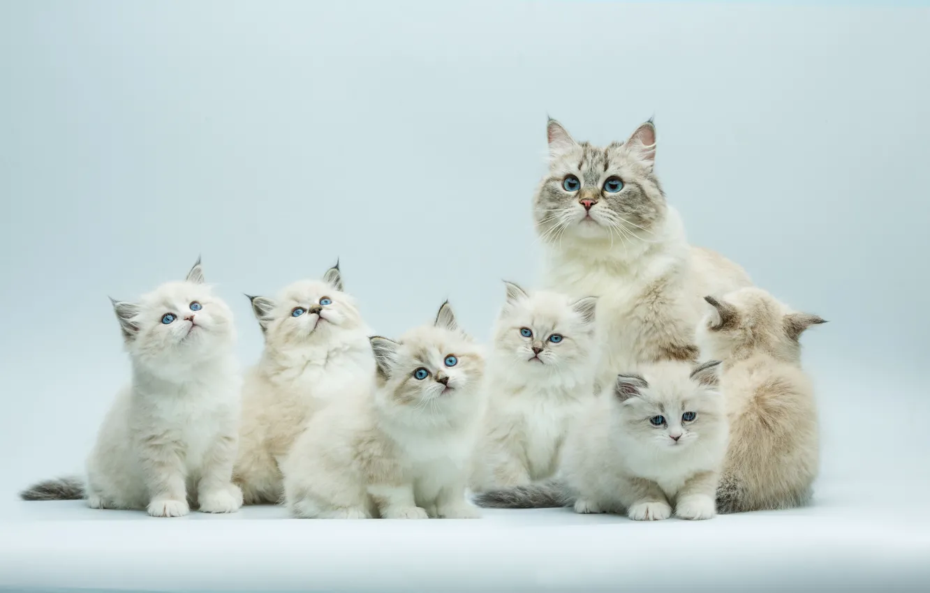 Photo wallpaper cat, kitty, blue eyes, face, mom, a lot, blue background, brood