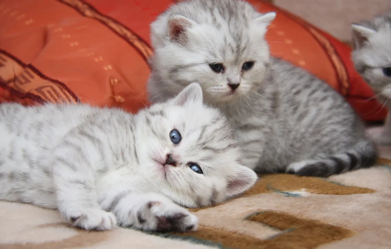 Photo wallpaper cats, cute, kittens