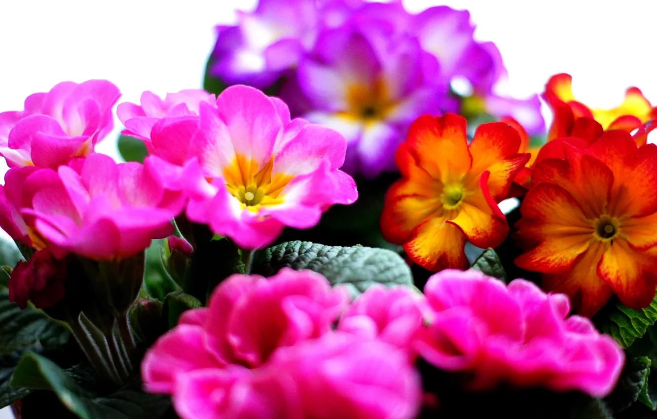 Photo wallpaper bouquet, petals, garden, flowerbed