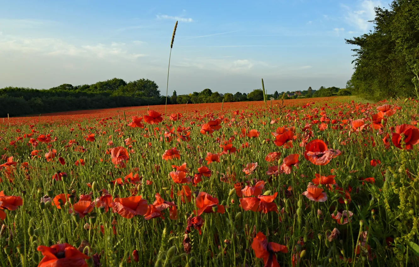 Photo wallpaper summer, the sky, flowers, Maki, meadow, poppy field