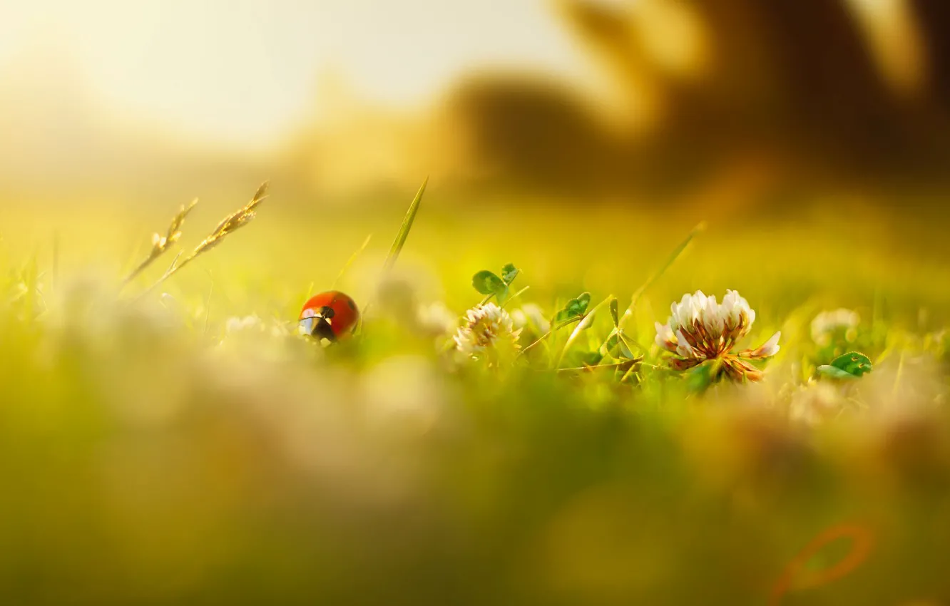 Photo wallpaper greens, summer, grass, macro, flowers, insects, background, Wallpaper