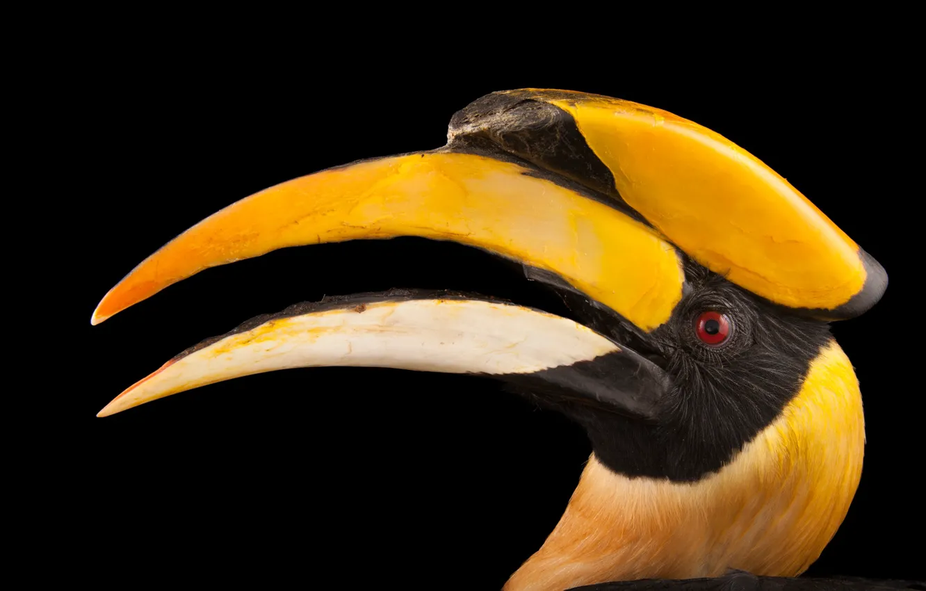 Photo wallpaper bird, black background, Hornbill, Malay gomri, Malay, kalau, Buceros Rhinoceros