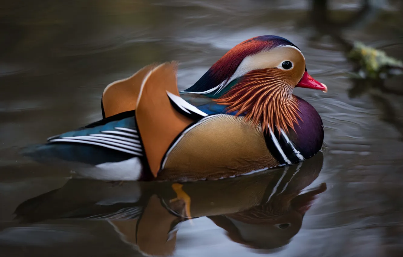 Photo wallpaper nature, pond, reflection, bird, duck, pond, floats, bright plumage