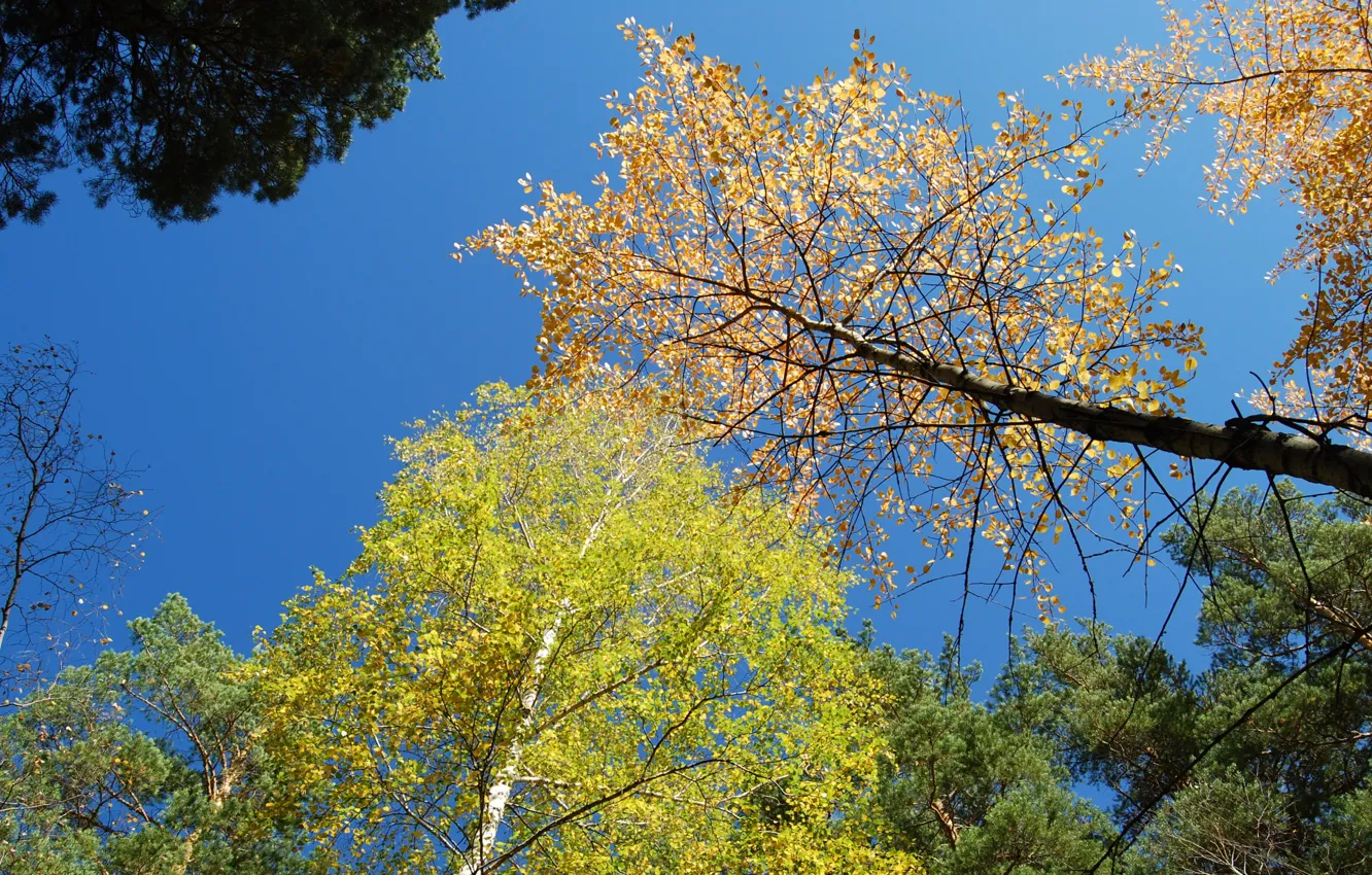 Photo wallpaper autumn, the sky, trees