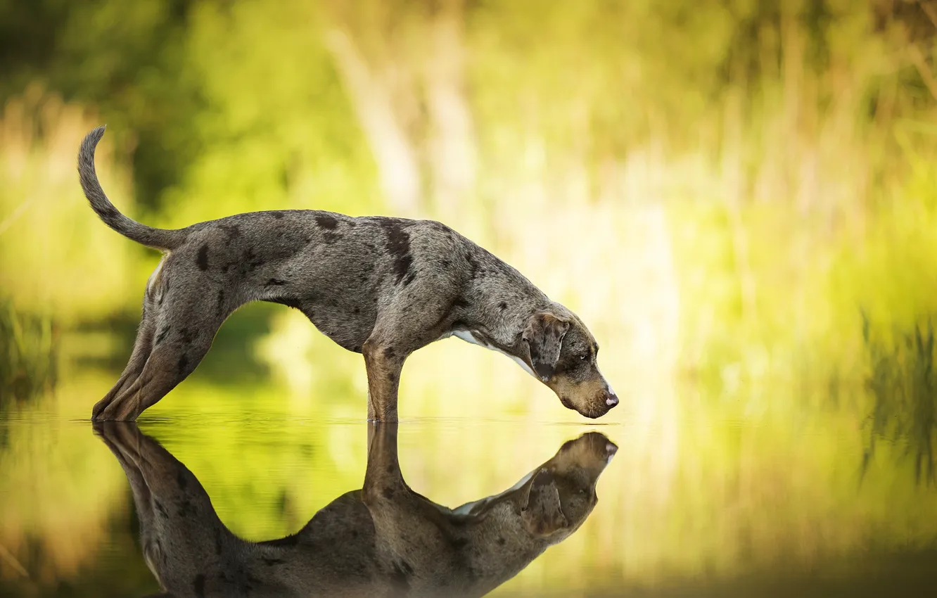 Photo wallpaper reflection, each, dog