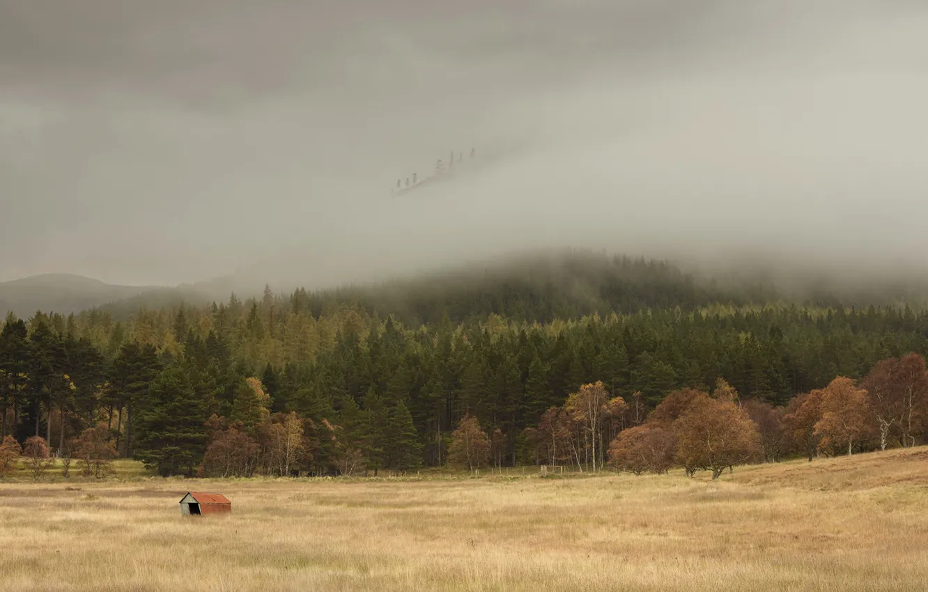 Photo wallpaper field, forest, fog