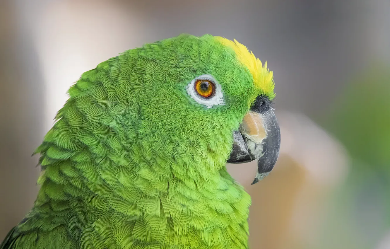 Photo wallpaper look, green, portrait, parrot