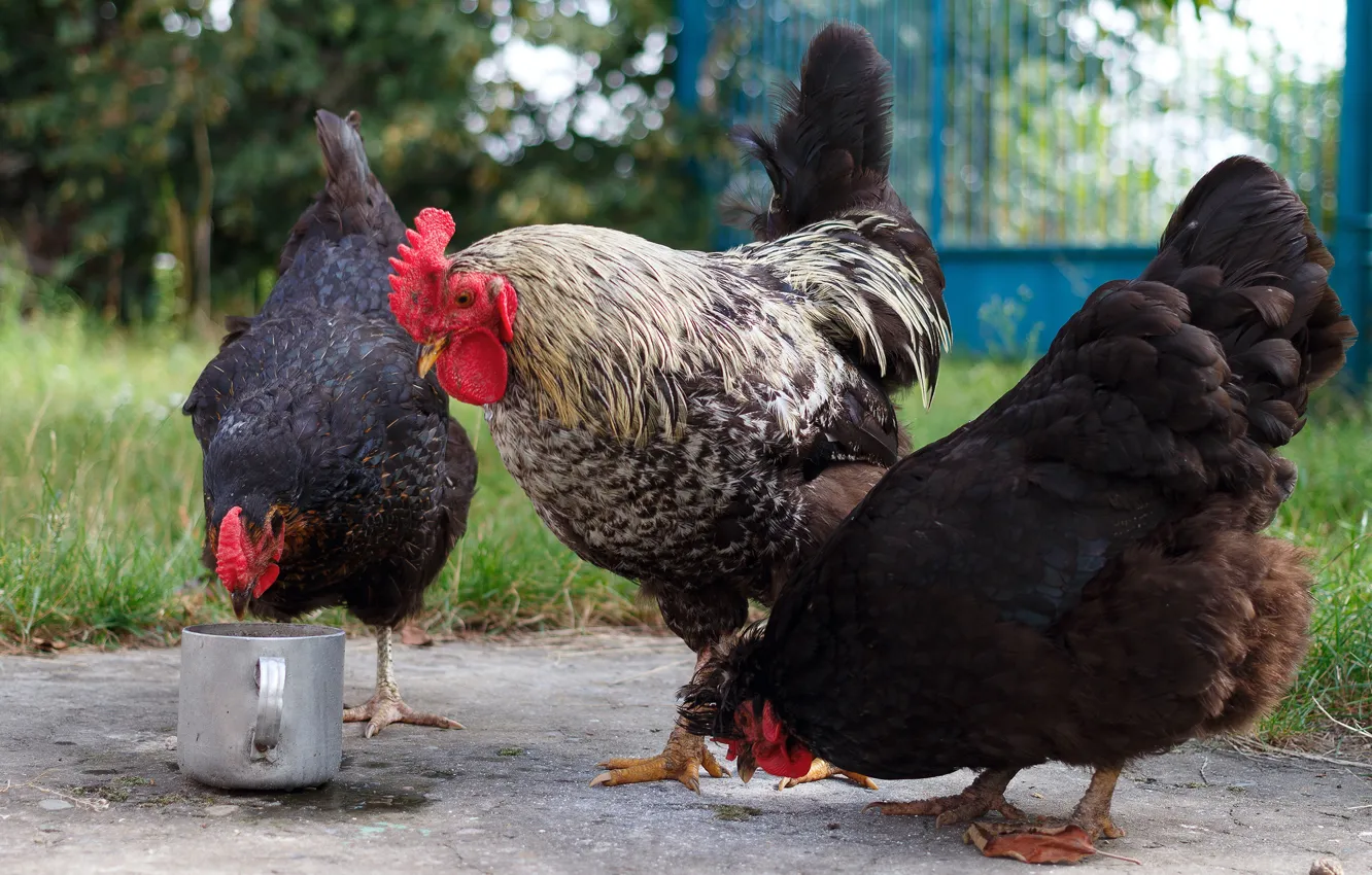 Photo wallpaper bird, chicken, gate, yard, three, pan, trio, cock