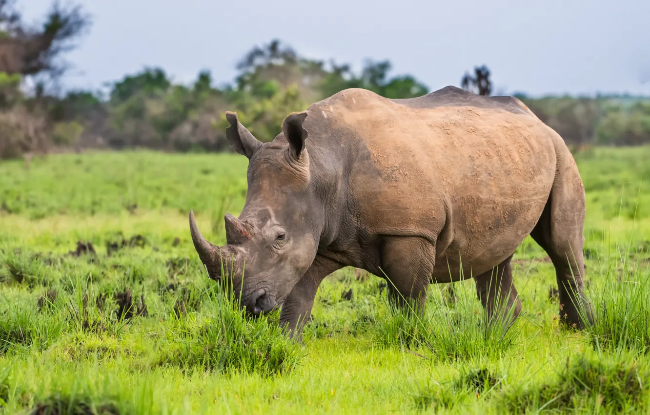 Photo wallpaper horns, rhinoceros, mammal