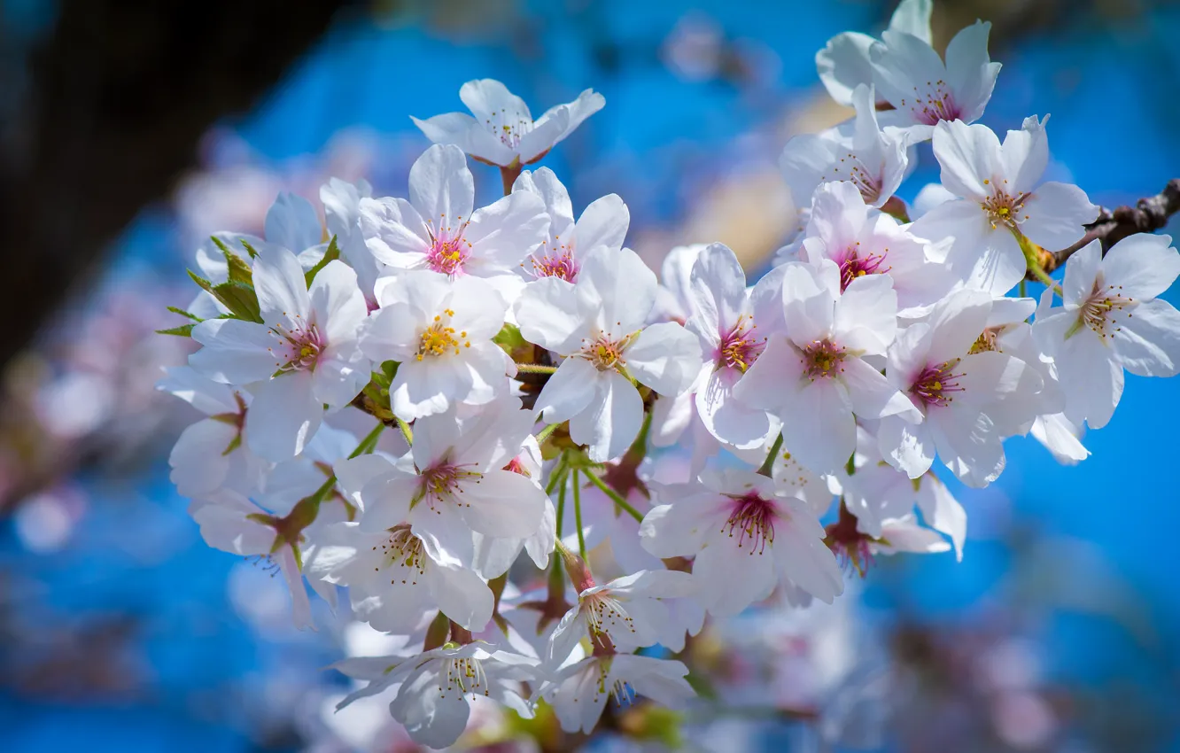 Photo wallpaper macro, cherry, branch, spring, Sakura, flowering, flowers