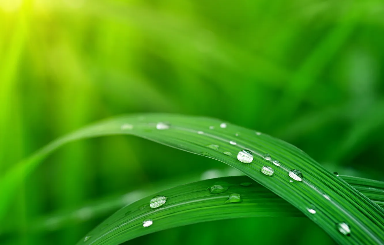 Photo wallpaper grass, Rosa, blur