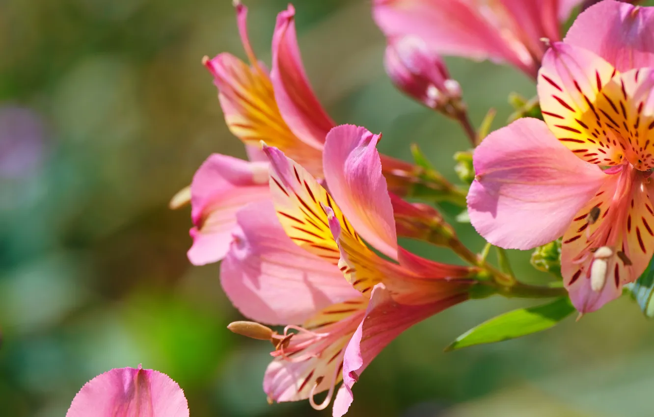 Photo wallpaper flowers, pink, bokeh, Alstroemeria