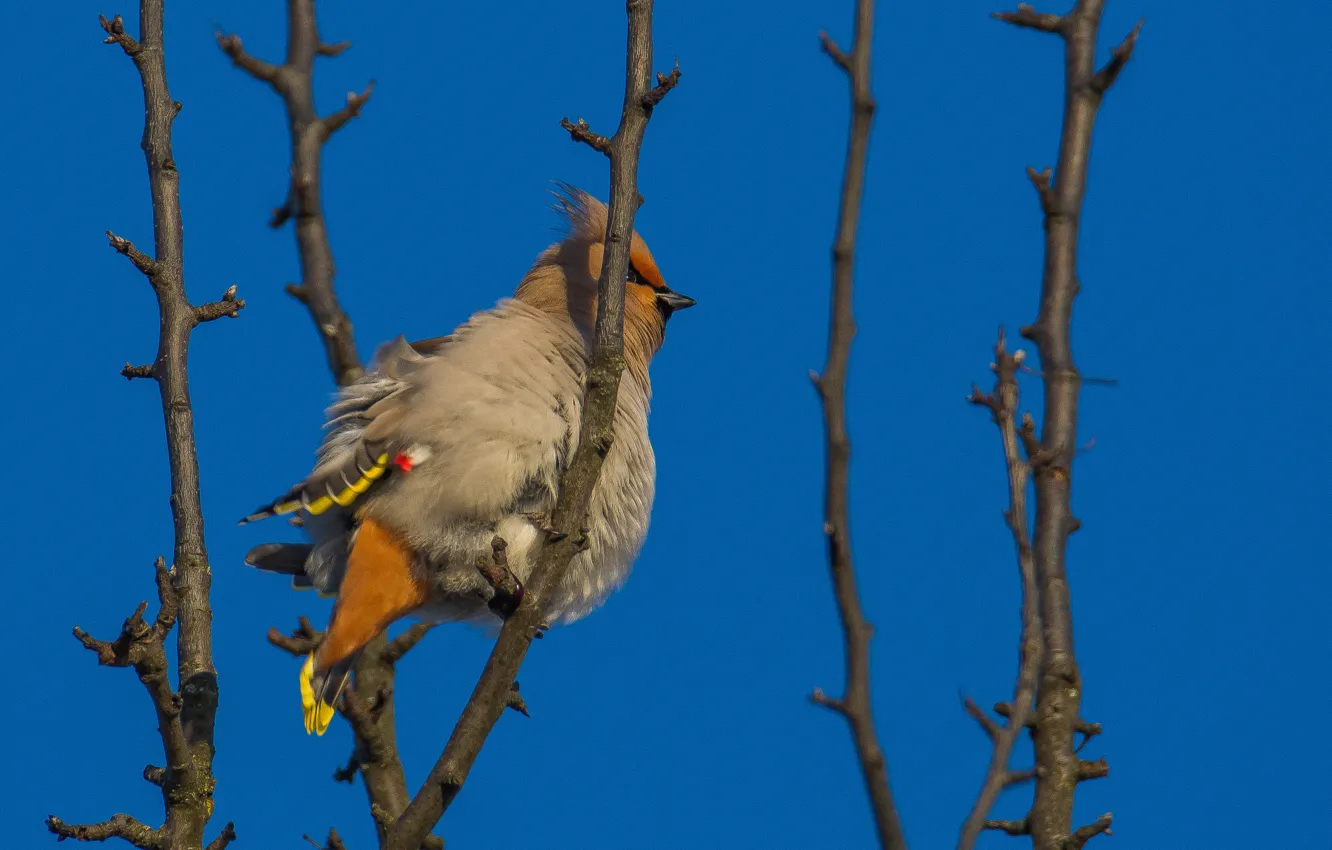 Photo wallpaper bird, spring, the Waxwing, photo hunting