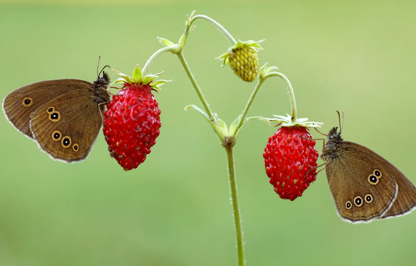 Photo wallpaper red, brown, insect, macro, strawberries, background, a couple, pair