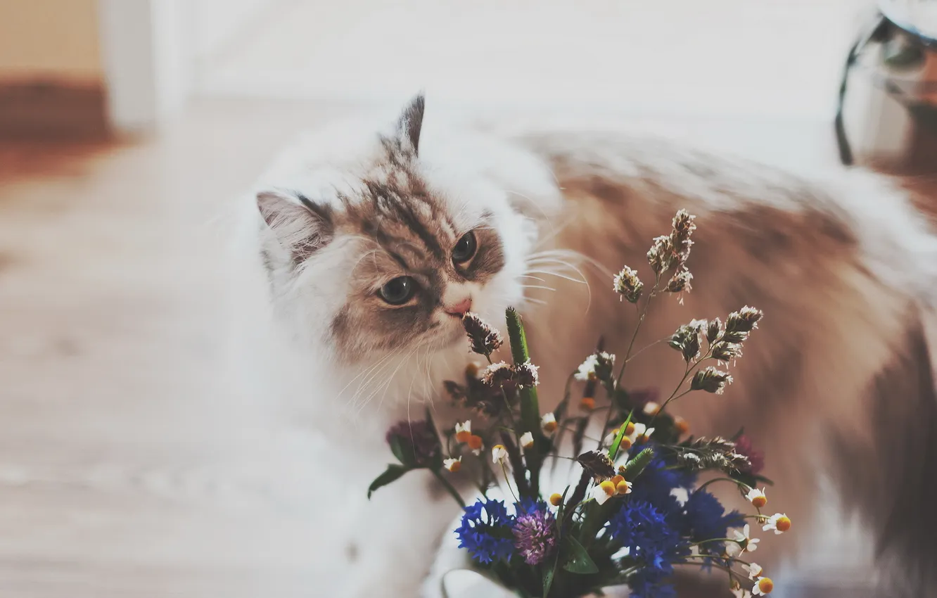 Photo wallpaper cat, flowers, house