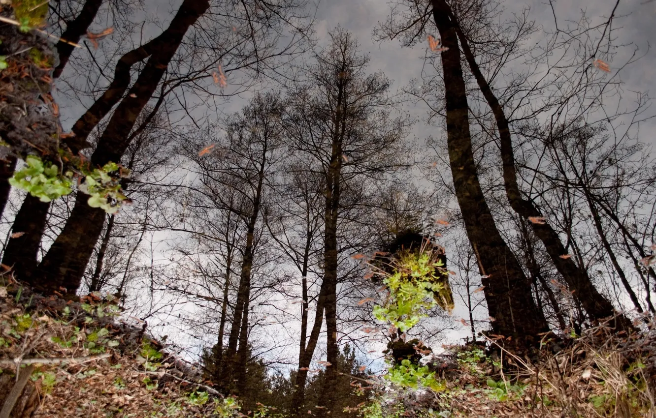 Photo wallpaper autumn, leaves, water, trees, nature, reflection, puddle