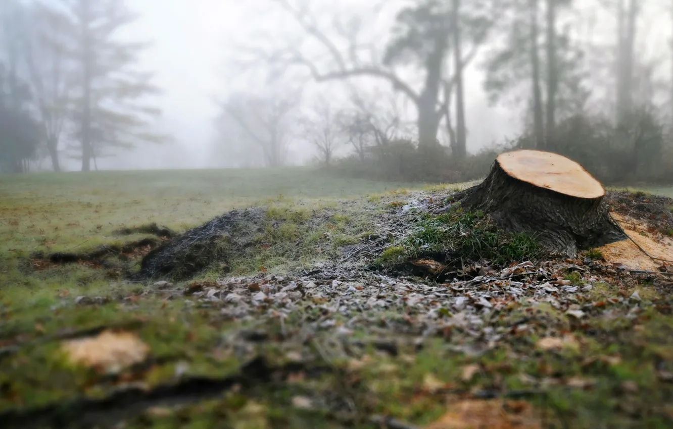 Photo wallpaper field, nature, stump