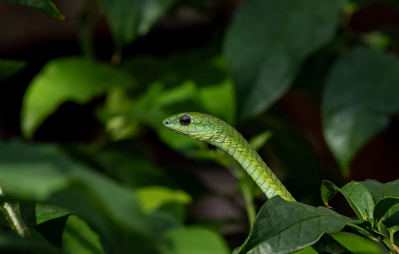 Photo wallpaper snake, head, reptile, boomslang