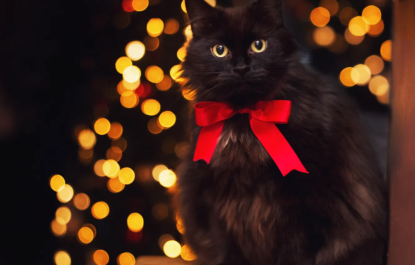 Photo wallpaper animals, glare, black cat, by Thunderi