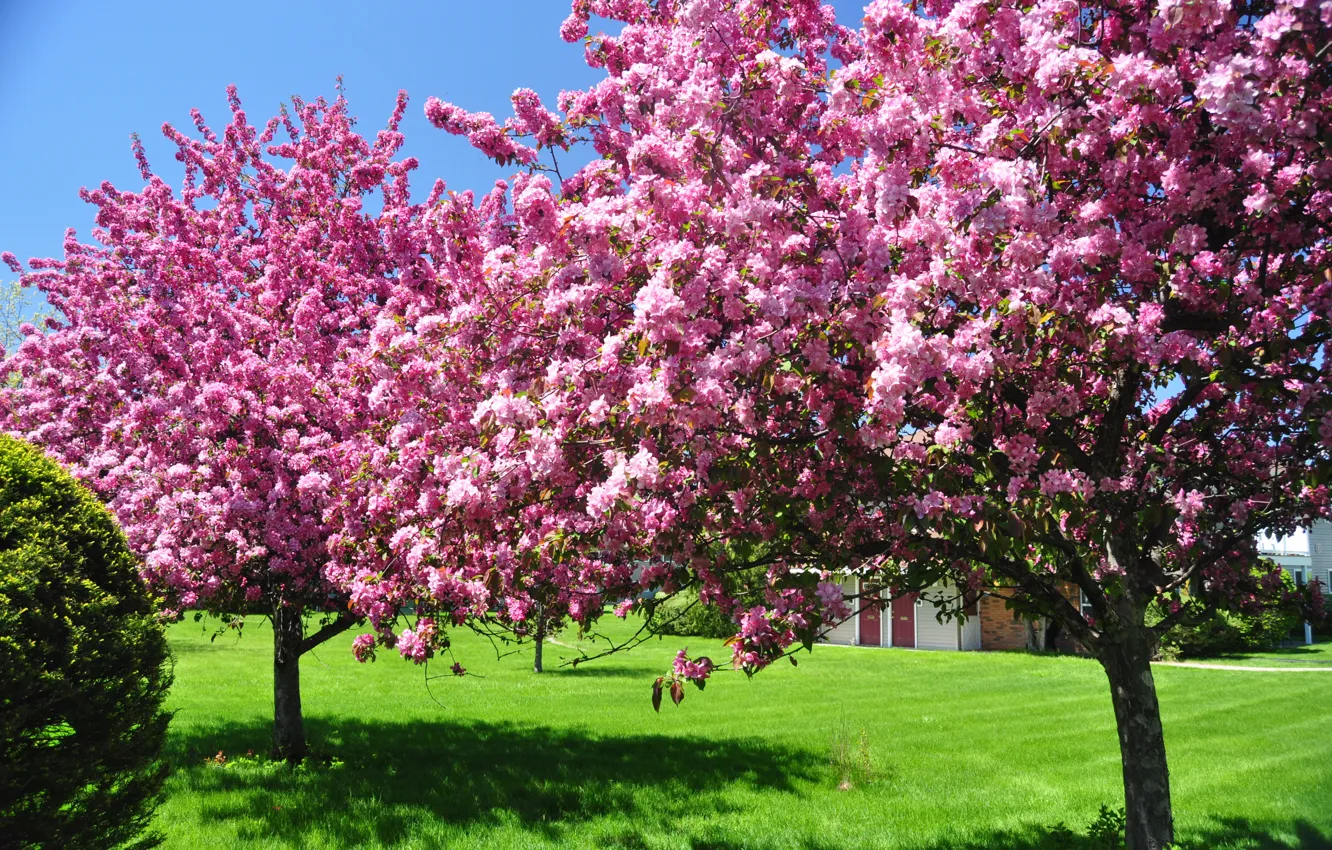 Photo wallpaper the sky, trees, flowers, nature, beauty, spring, garden, blooms