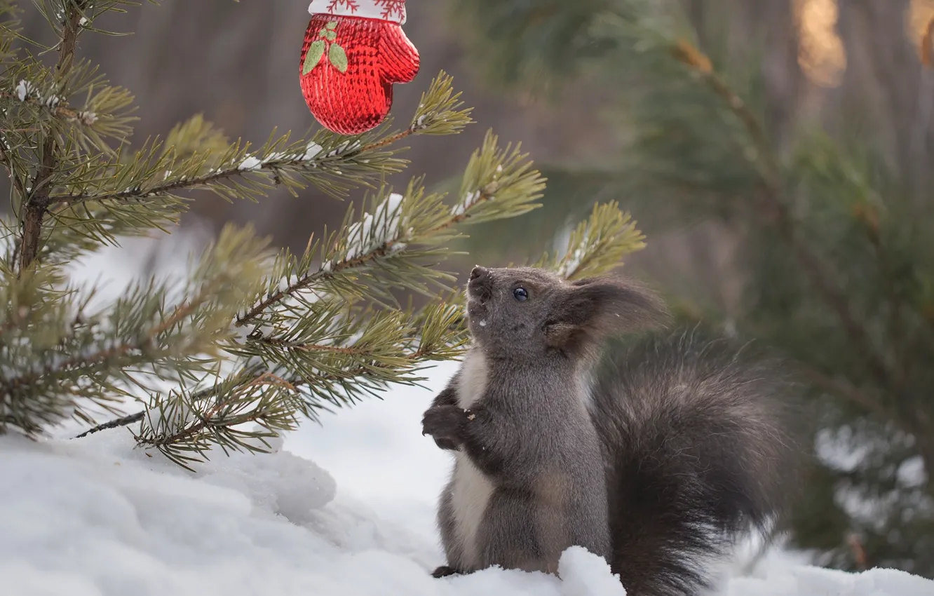 Photo wallpaper winter, snow, branches, nature, toy, protein, needles, mittens