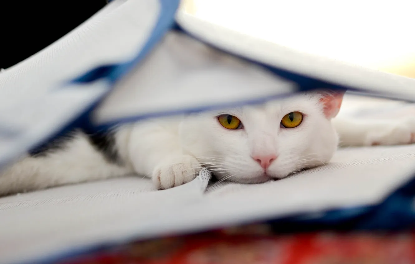 Photo wallpaper cat, cat, look, face, background, portrait, light, fabric