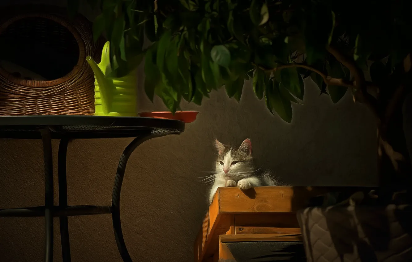 Photo wallpaper cat, cat, look, pose, still life, face