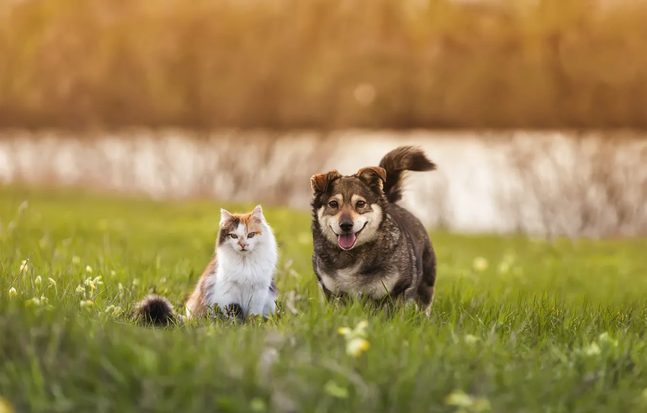 Photo wallpaper cat, cat, nature, dog, Corgi