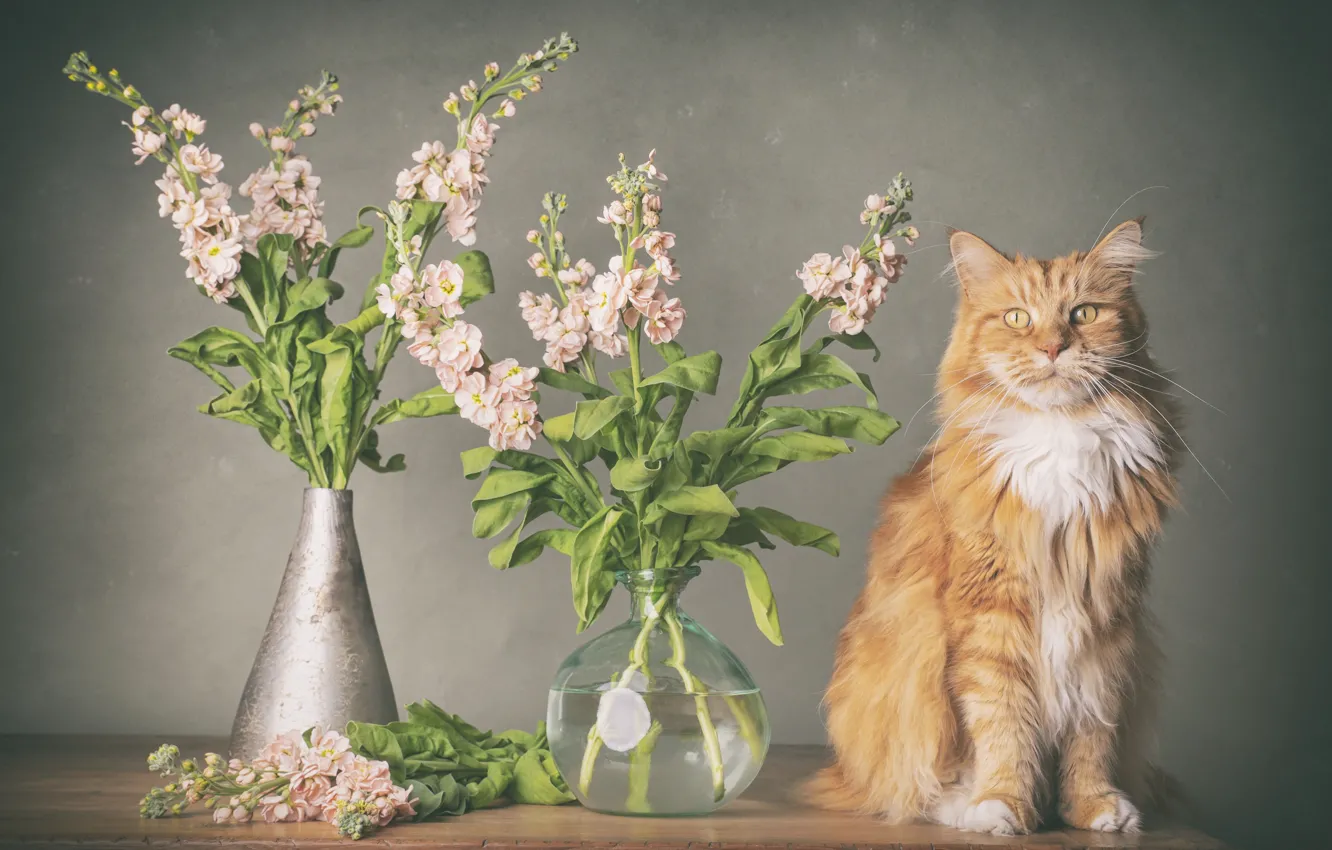 Photo wallpaper cat, cat, flowers, red