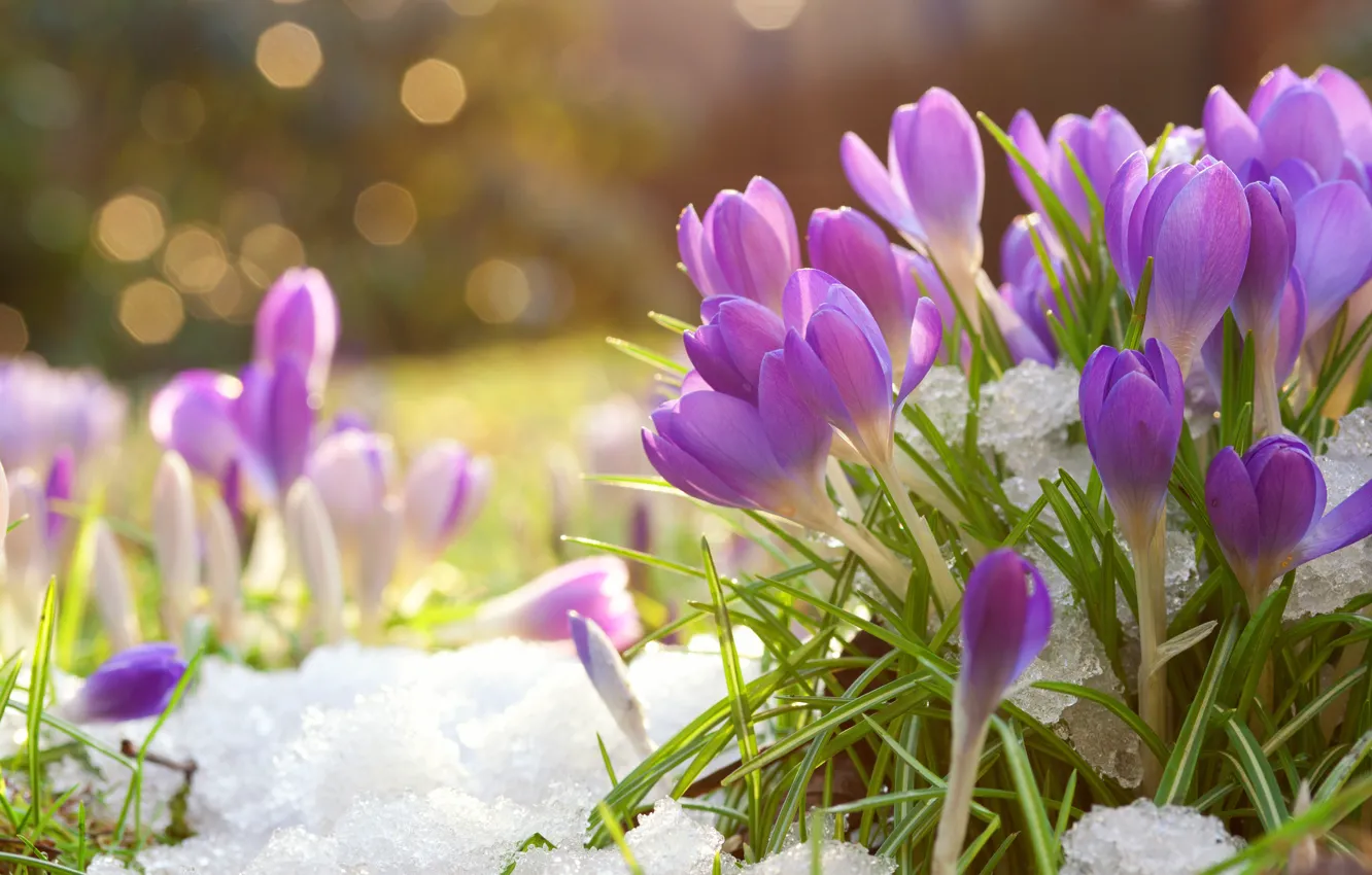 Photo wallpaper snow, flowers, spring, crocuses, pink, lilac, bokeh