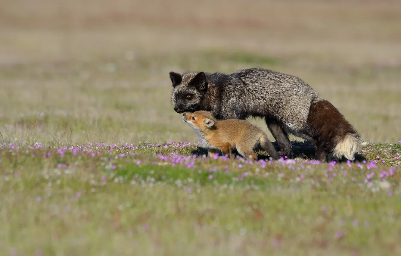 Photo wallpaper Fox, Fox, Fox