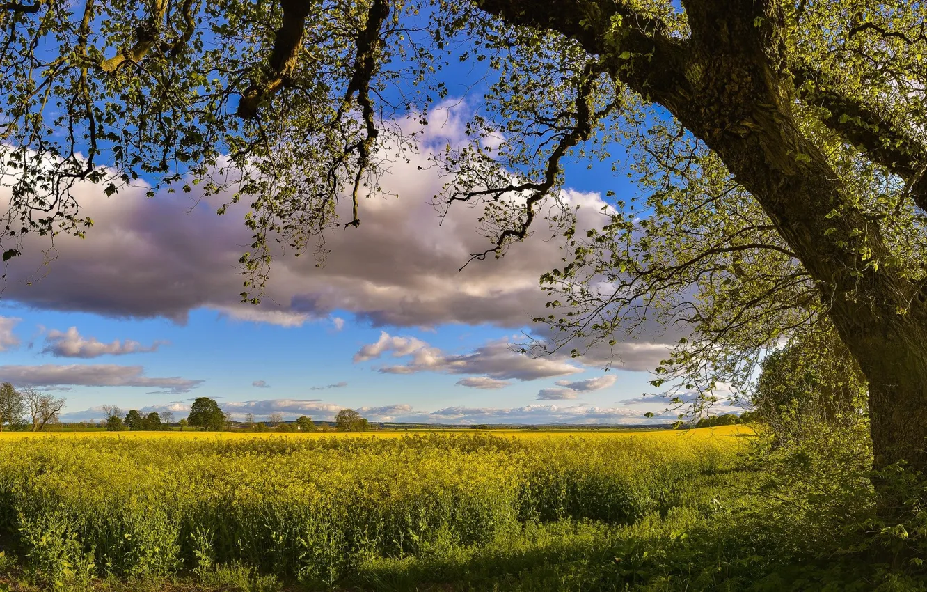 Photo wallpaper field, the sky, nature, tree, spring