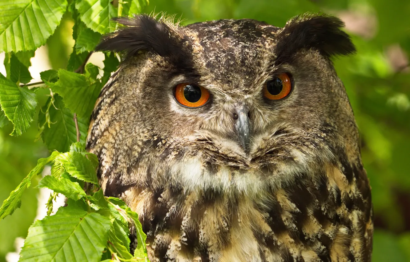 Photo wallpaper greens, eyes, look, leaves, close-up, green, background, owl