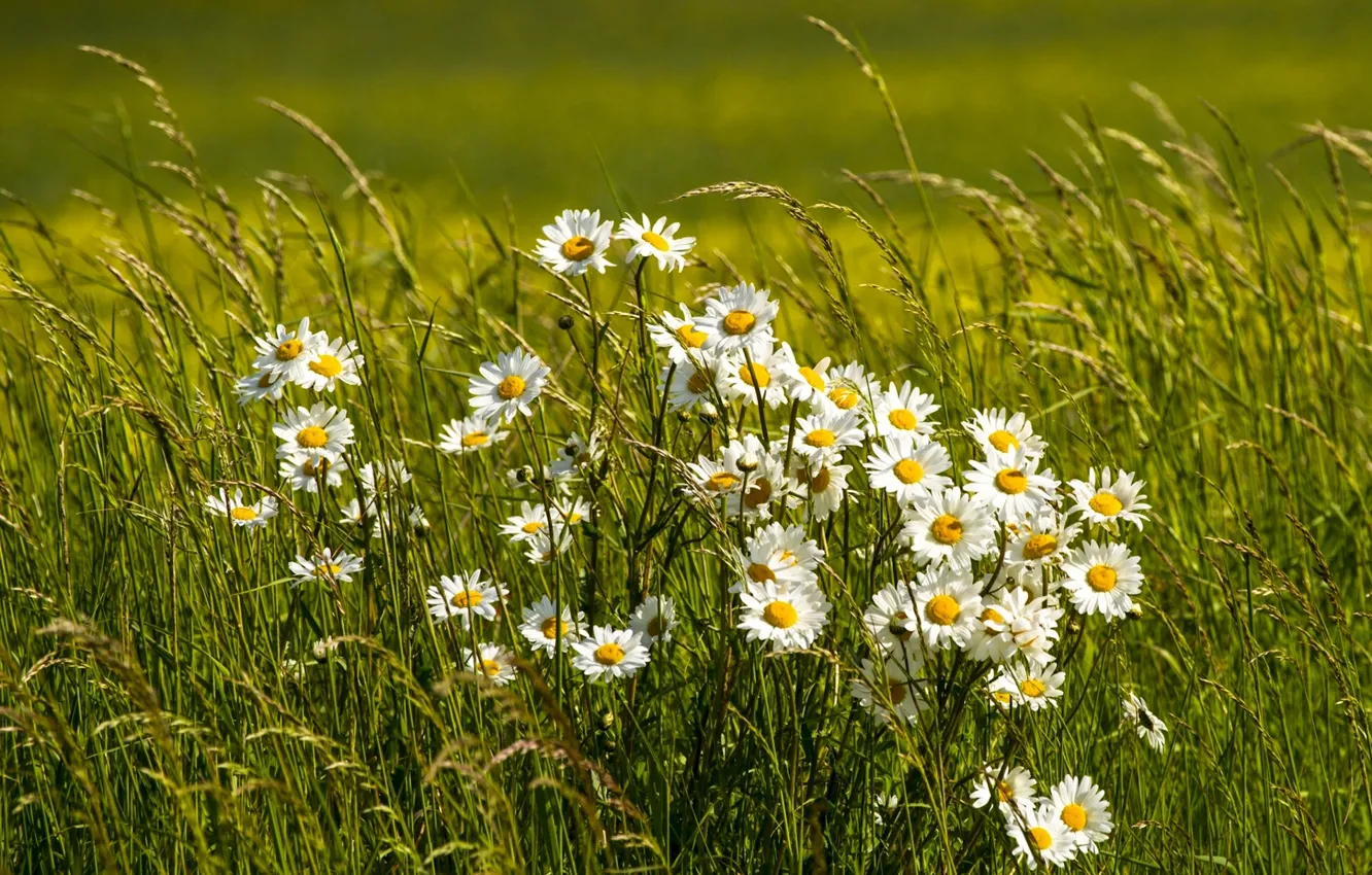 Photo wallpaper grass, chamomile, meadow