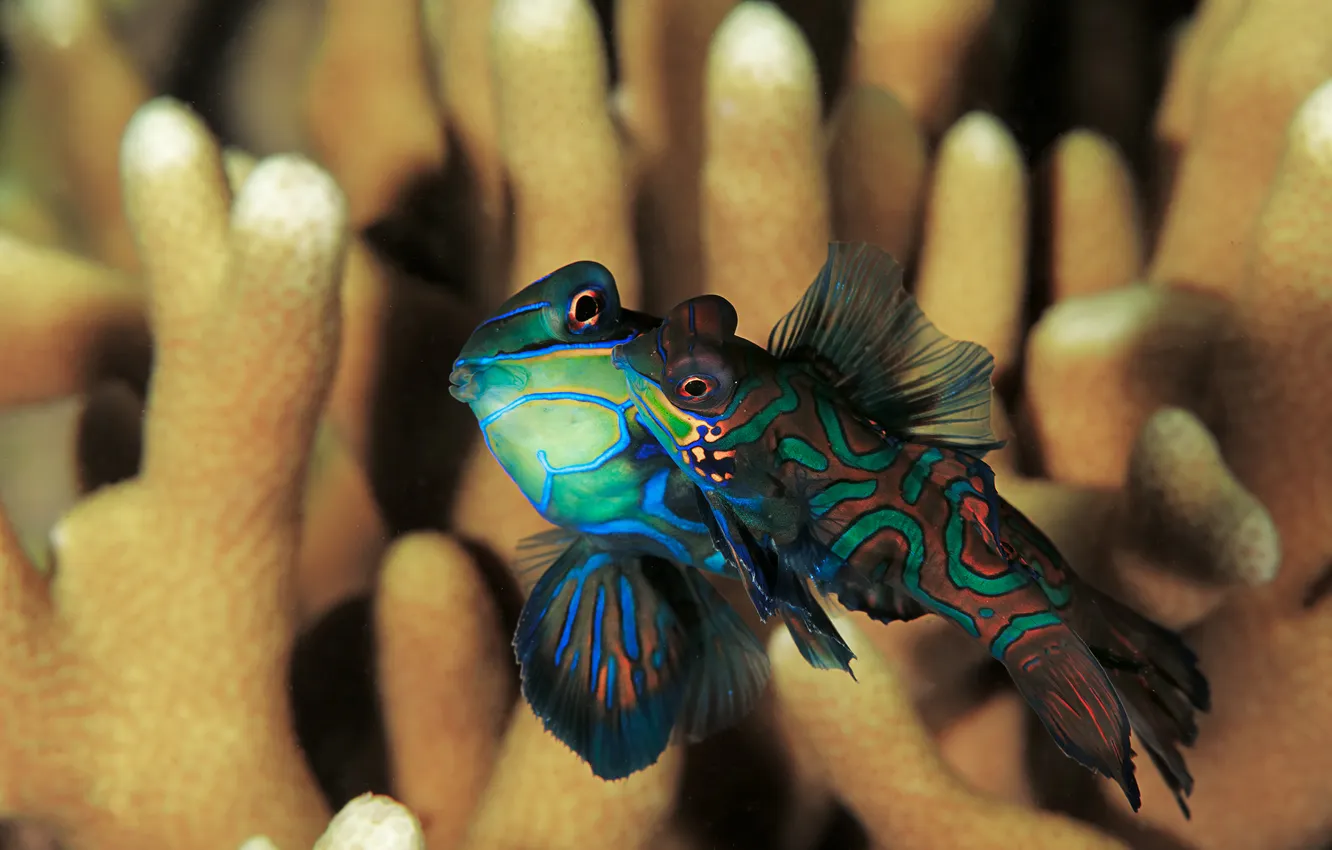 Photo wallpaper fish, fish, corals, underwater world, bright color, the mandarin fish