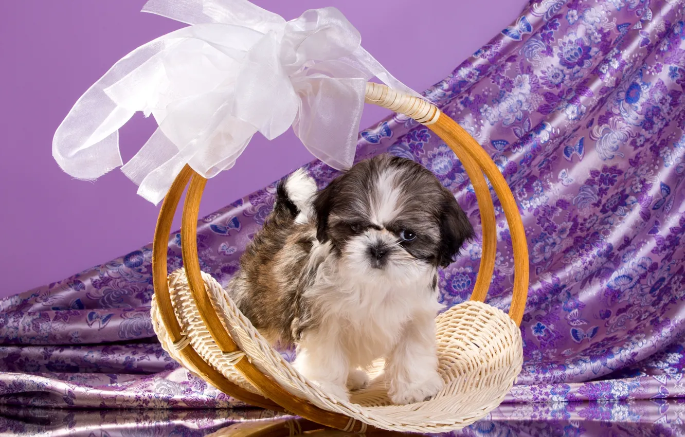 Photo wallpaper basket, puppy, bow, Shih Tzu