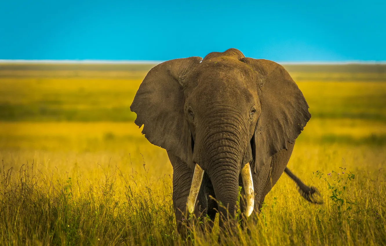 Photo wallpaper field, the sky, grass, look, face, blue, elephant