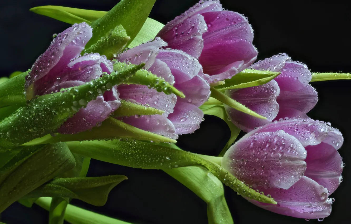Photo wallpaper drops, pink, tulips, buds