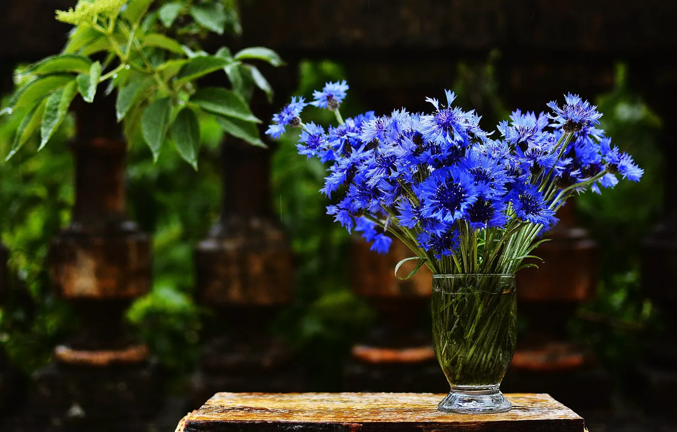 Photo wallpaper flowers, blue, rain, bouquet, cornflowers