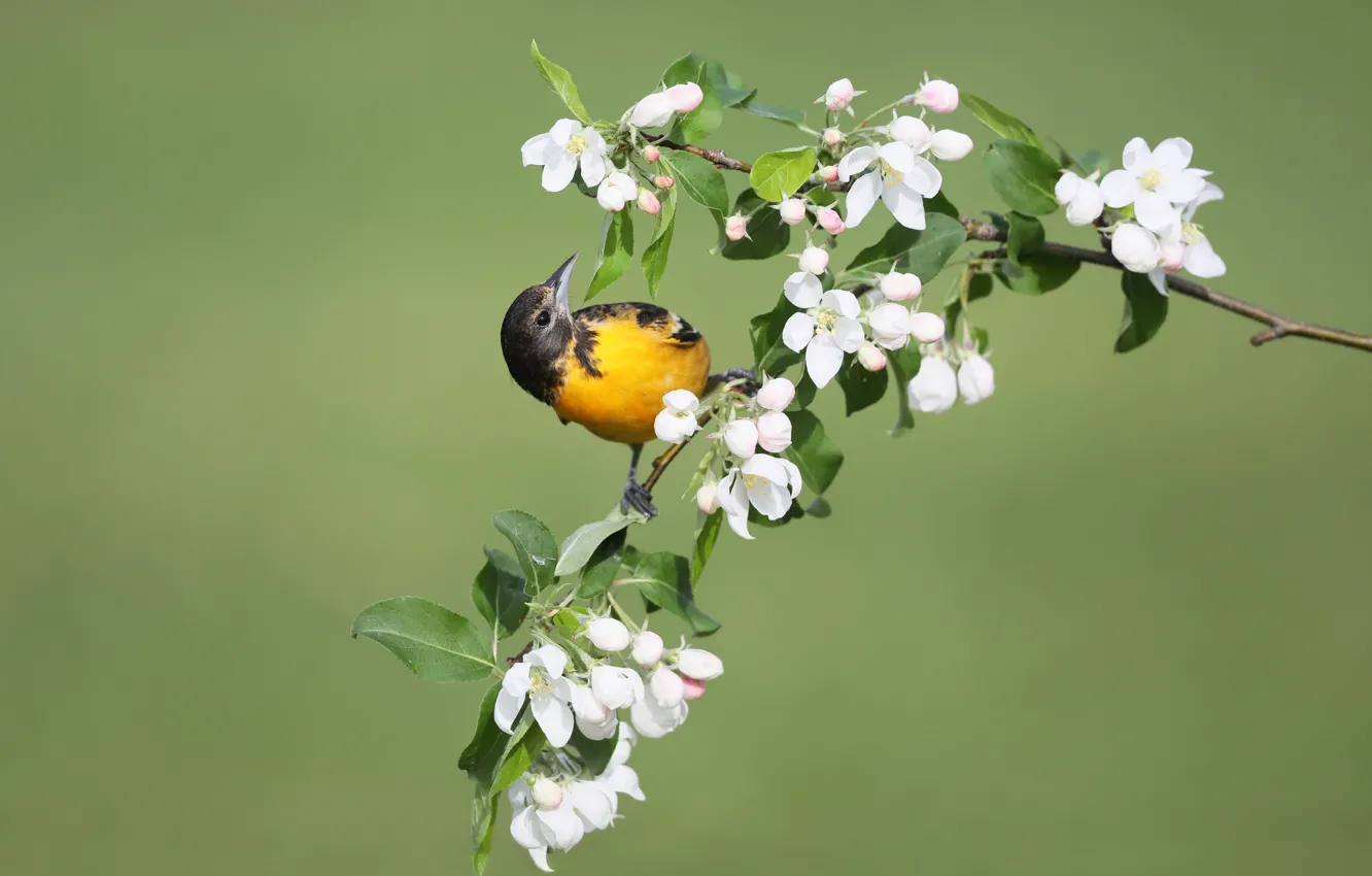 Photo wallpaper flowers, bird, spring, bird, Apple, Baltimore colored troupial, Baltimore Oriole